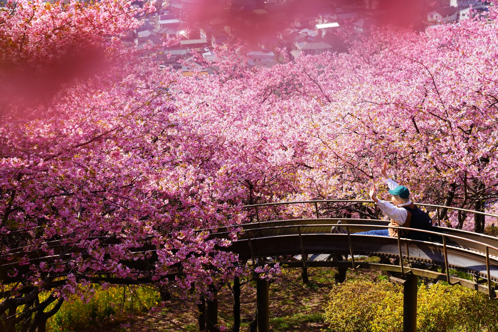 松田山 河津桜と菜の花の「まつだ桜まつり」
